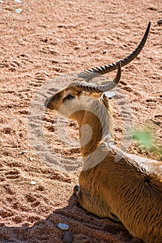 Antelope cobo lichi resting