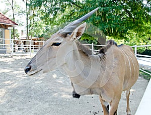 Antelope - common eland