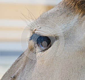 Antelope - common eland eye