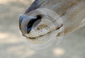 Antelope - common eland mouth