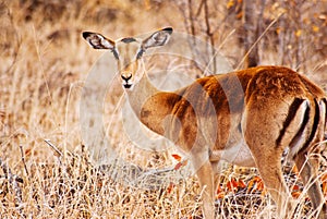 Antelope in dead grass field