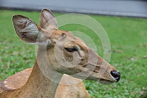 Antelope deer closed up on green background
