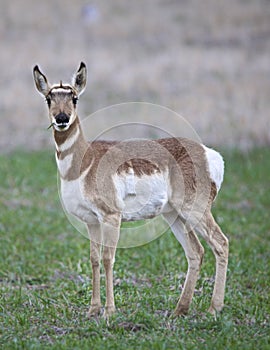 Antelope deer grazing in the forest