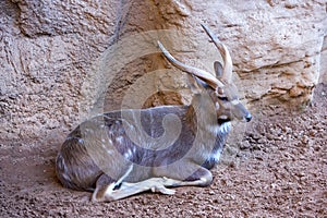 Antelope or deer lying in the sun in a zoo