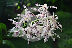 Antelope Dendrobium Orchid