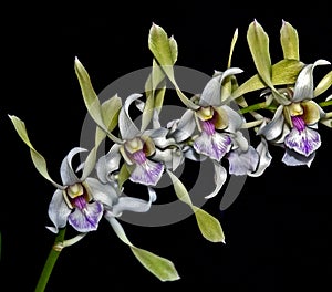 Antelope Dendrobium Orchid