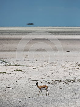 Antelope on desert