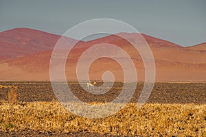 Antelope in desert