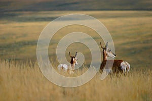 Antelope Doe And Fawn 2