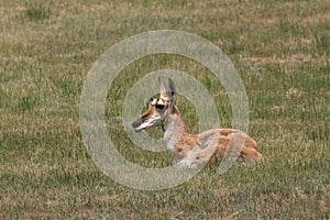 Antelope Doe Resting