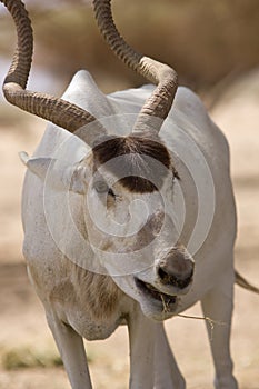 Antelope eating