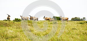 Antelope eland