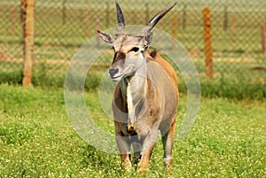 Antelope eland