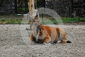 Antelope Eland