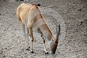 Antelope Eland