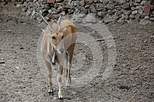 Antelope Eland