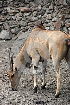 Antelope Eland