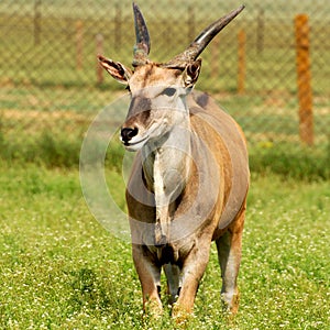 Antelope eland