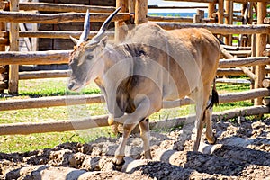 Antelope eland animal