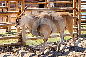 Antelope eland animal