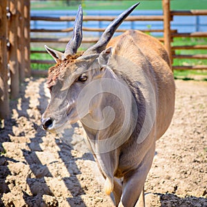 Antelope eland animal