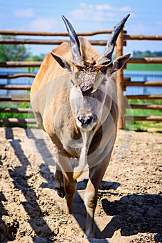 Antelope eland animal