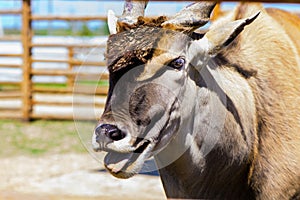 Antelope eland animal