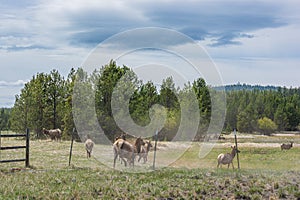 Antelope escaping fenced area in Sunriver, Oregon