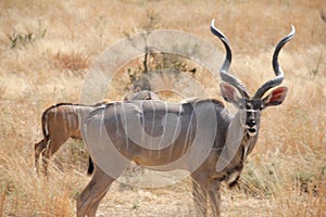 Antelope family at ruaha national park tanzania