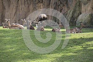 Antelope family in a zoo