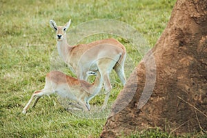 Antelope female suckling baby