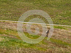 Antelope in a Field