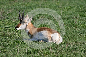 Antelope in a Field