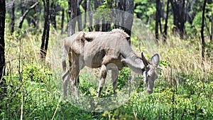 Antelope in a field in a National Park in Africa