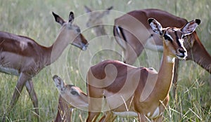 Antelope in a field in a National Park in Africa