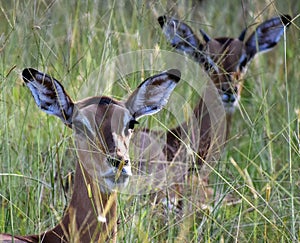 Antelope in a field in a National Park in Africa