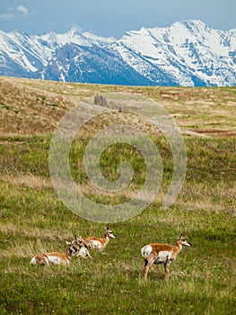 Antelope in a Field with Snowcapped Mountains