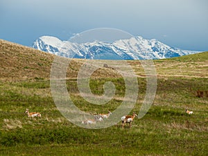 Antelope in a Field with Snowcapped Mountains photo