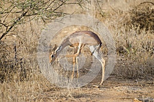 Antelope giraffe