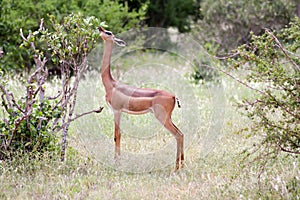 Antelope giraffe isolated