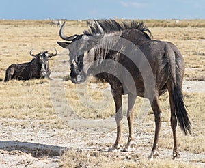 Antelope Gnu