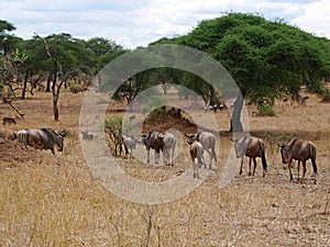 Antelope Gnu in Africa safari Tarangiri-Ngorongoro