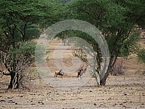 Antelope Gnu in Africa safari Tarangiri-Ngorongoro