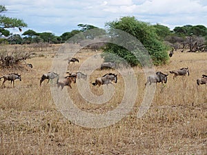 Antelope Gnu in Africa safari Tarangiri-Ngorongoro
