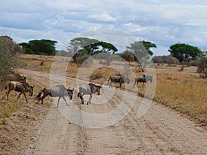 Antelope Gnu in Africa safari Tarangiri-Ngorongoro