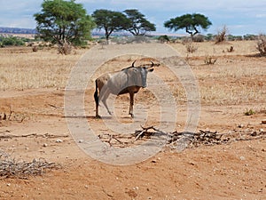 Antelope Gnu in Africa safari Tarangiri-Ngorongoro