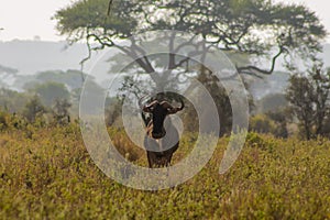 Antelope gnu in Africa savannah nature