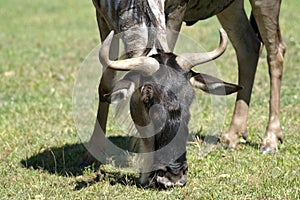Antelope Gnu leaned toward the grass