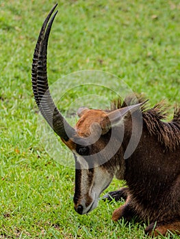 Antelope in Grass With Mouth Closed and Head Tilted Down Side View on Sunny Day