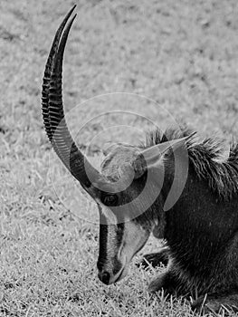 Antelope in Grass With Mouth Closed and Head Tilted Down Side View on Sunny Day in Monochrome